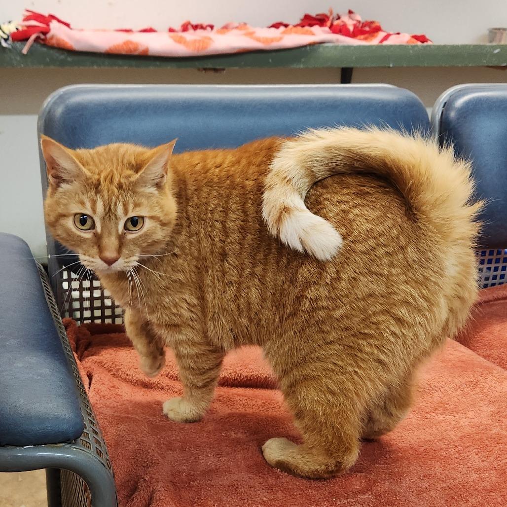 Enlarge Jack, a Adoptable Domestic Short Hair in Delaware, OH image 3/6