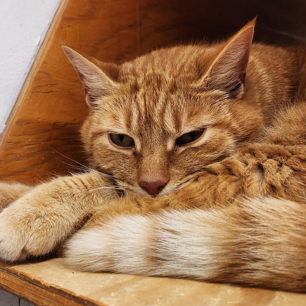 Enlarge Jack, a Adoptable Domestic Short Hair in Delaware, OH image 4/6