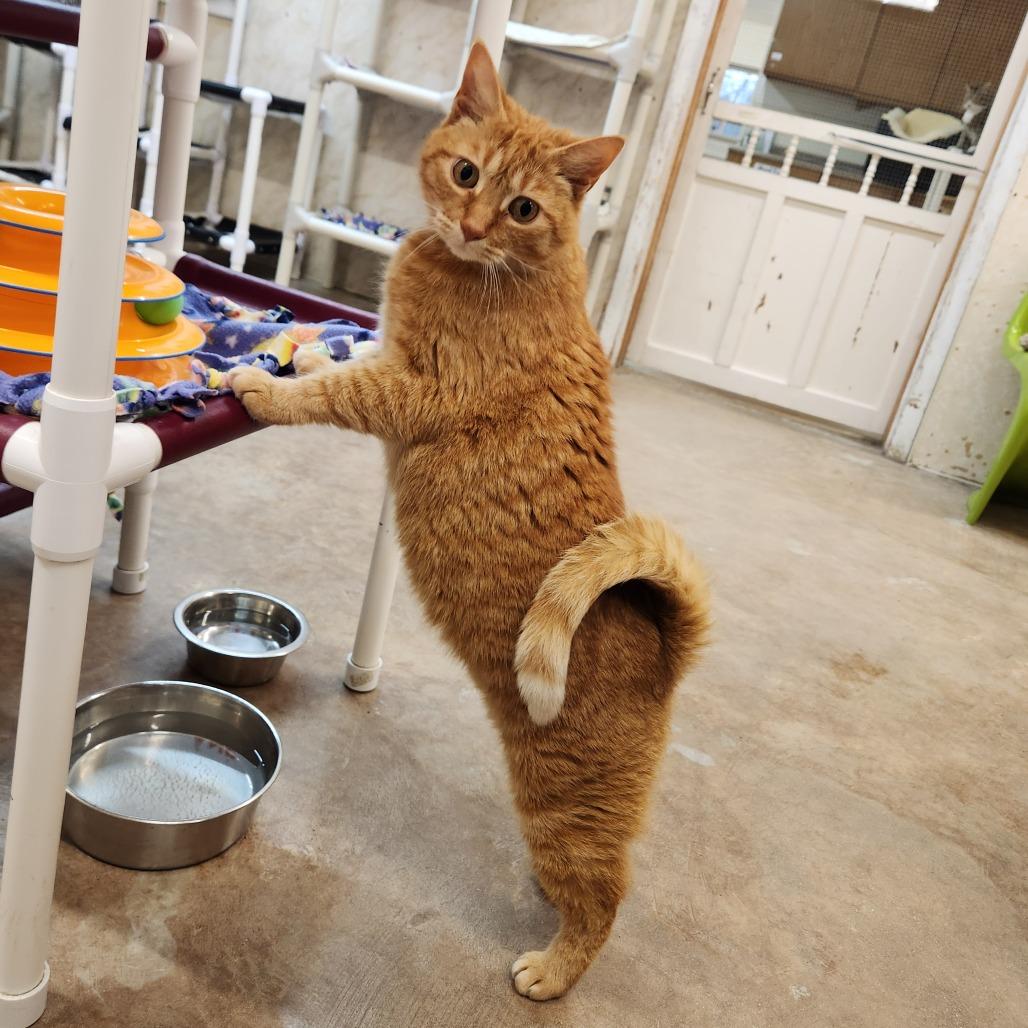 Enlarge Jack, a Adoptable Domestic Short Hair in Delaware, OH image 5/6