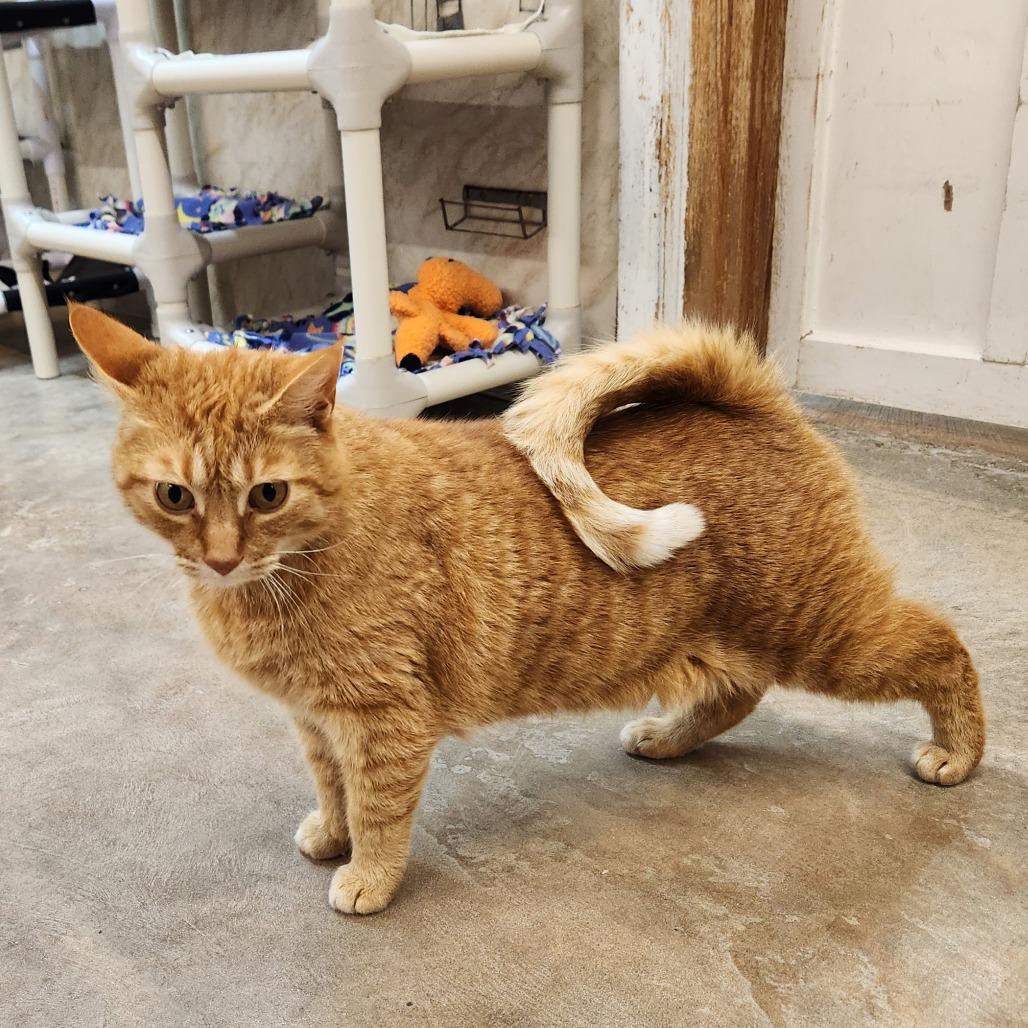 Enlarge Jack, a Adoptable Domestic Short Hair in Delaware, OH image 6/6