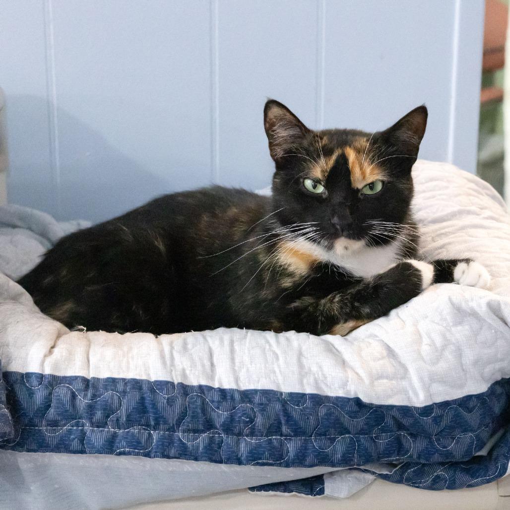 Mystic, a Adoptable Domestic Short Hair in McKean, PA image 1/5