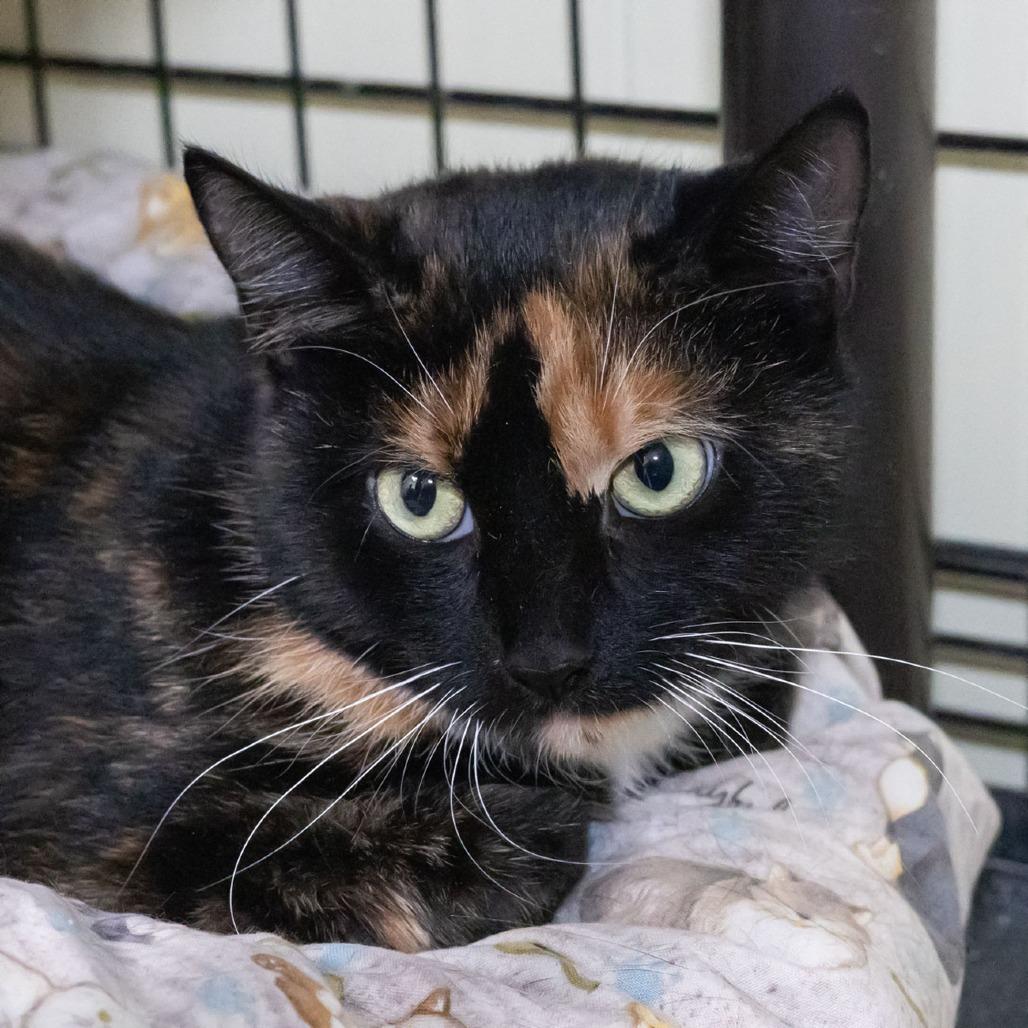 Mystic, Adoptable, Adult Female Domestic Short Hair.