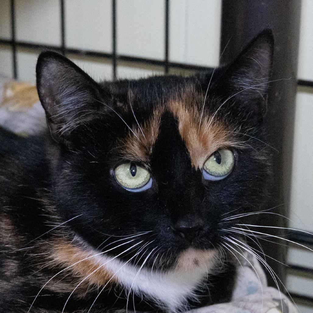 Enlarge Mystic, a Adoptable Domestic Short Hair in McKean, PA image 2/4