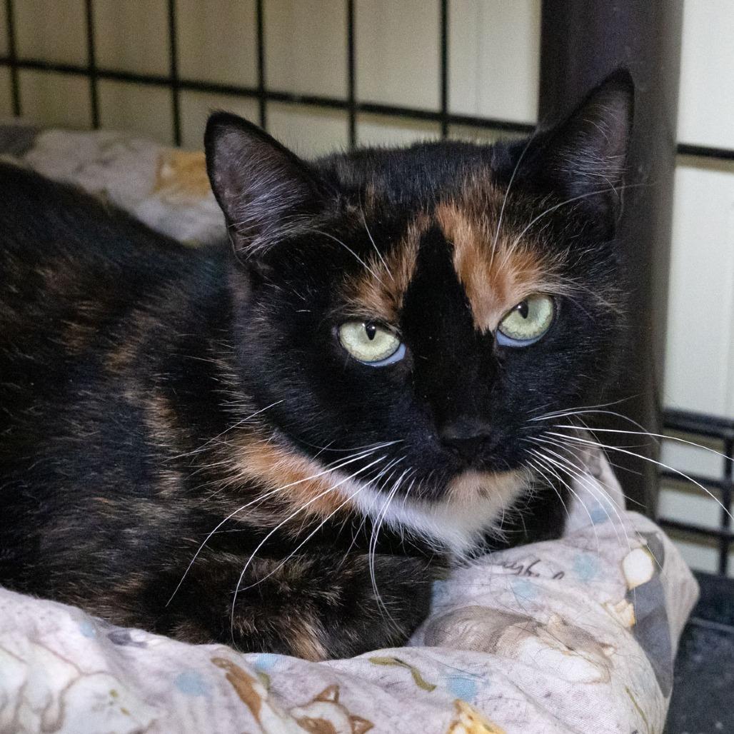 Enlarge Mystic, a Adoptable Domestic Short Hair in McKean, PA image 3/4