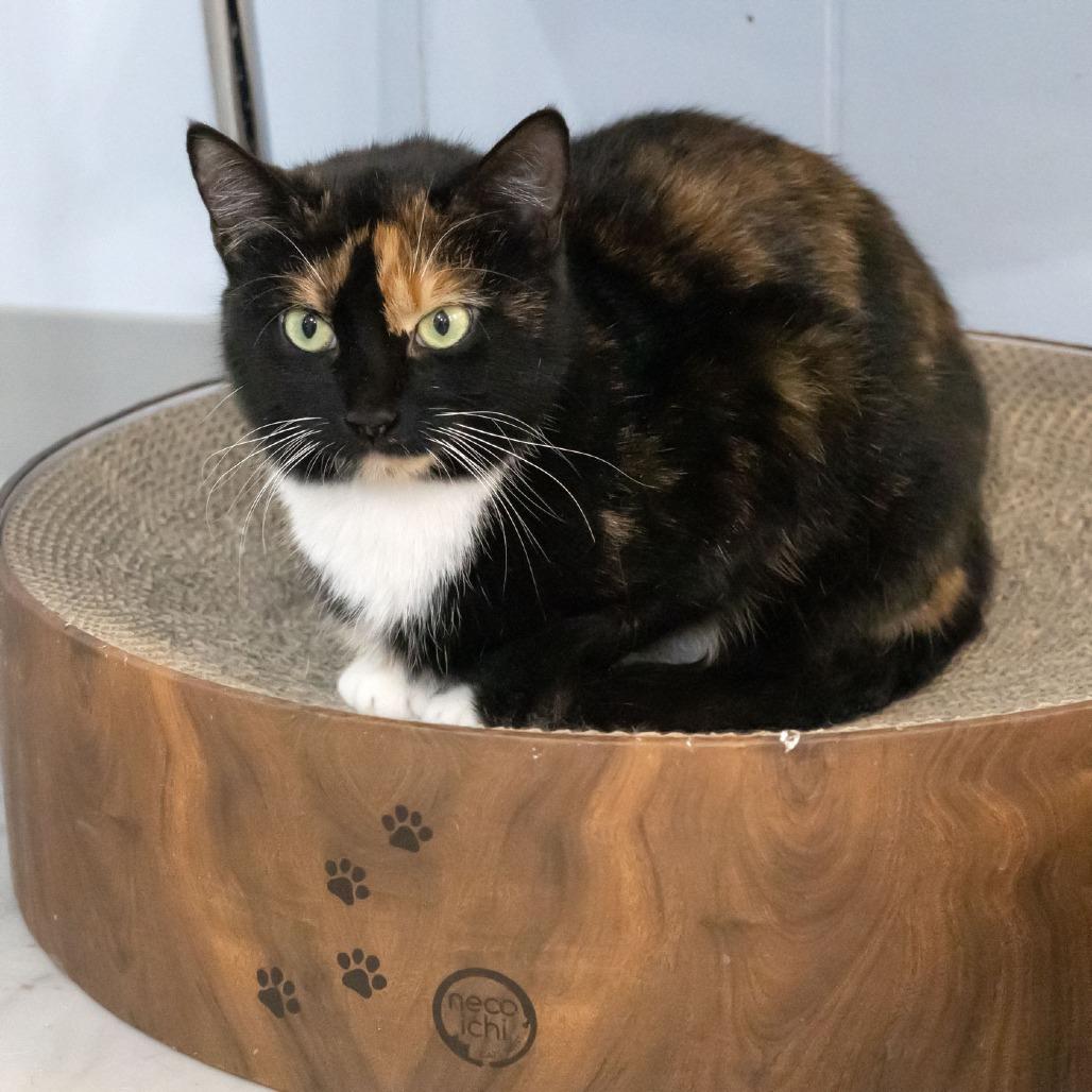 Enlarge Mystic, a Adoptable Domestic Short Hair in McKean, PA image 4/4