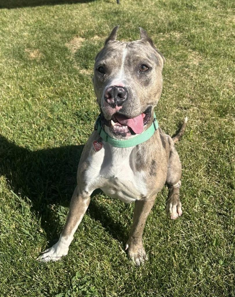 Enlarge Zelda, a Adoptable mixed breed in Warren, MI image 1/4