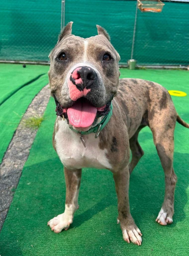 Enlarge Zelda, a Adoptable mixed breed in Warren, MI image 2/6