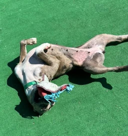 Enlarge Zelda, a Adoptable mixed breed in Warren, MI image 3/6