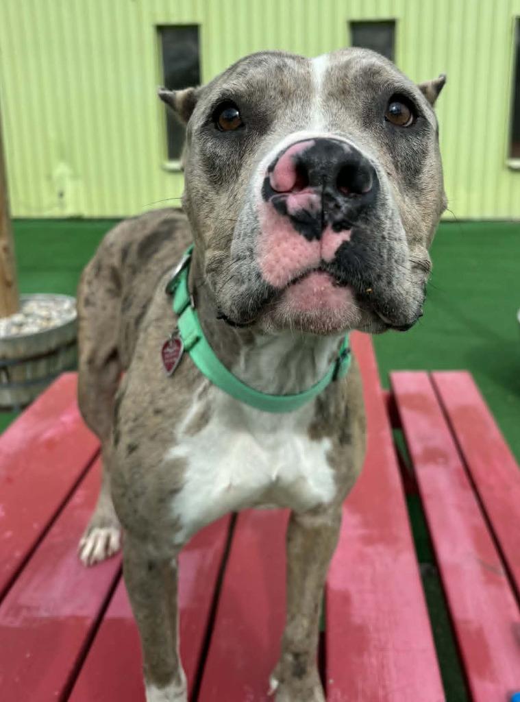 Zelda, Adoptable, Young Female Mixed Breed.