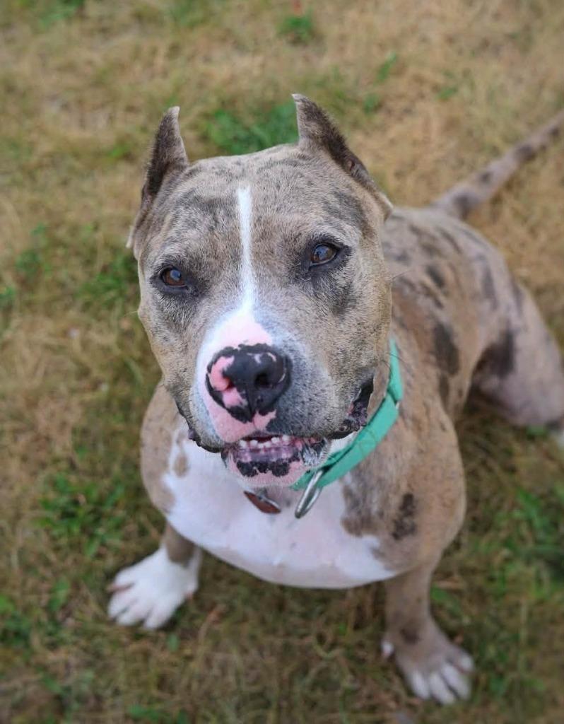 Zelda, Adoptable, Young Female Mixed Breed.