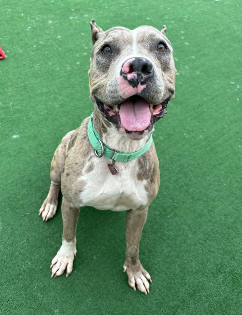Zelda, a Adoptable mixed breed in Warren, MI image 2/3