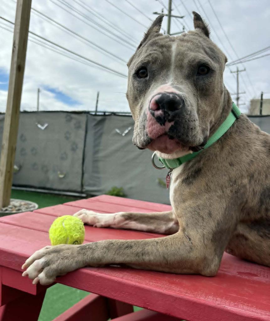 Zelda, a Adoptable mixed breed in Warren, MI image 3/3