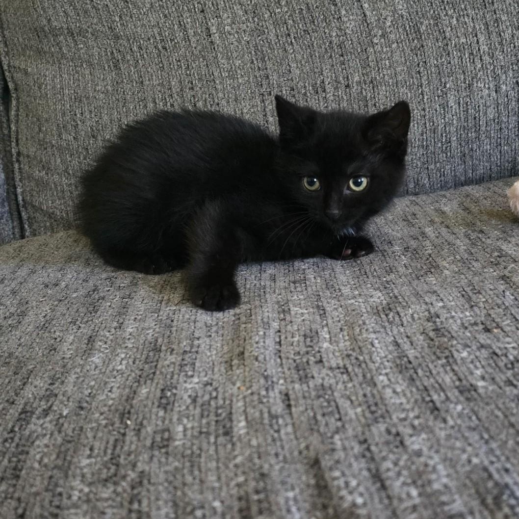 Enlarge Luscious, an adopted Domestic Short Hair in Moriches, NY image 1/1
