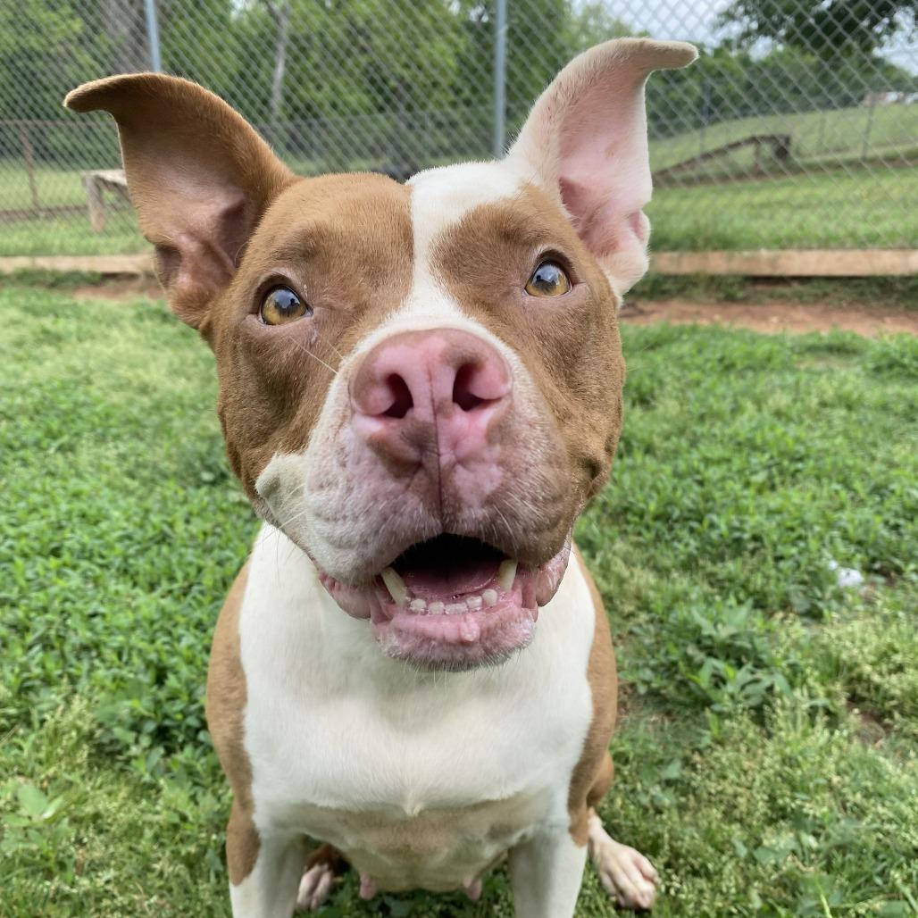 Enlarge Gizmo, a Adoptable Pit Bull Terrier in Stillwater, OK image 2/2