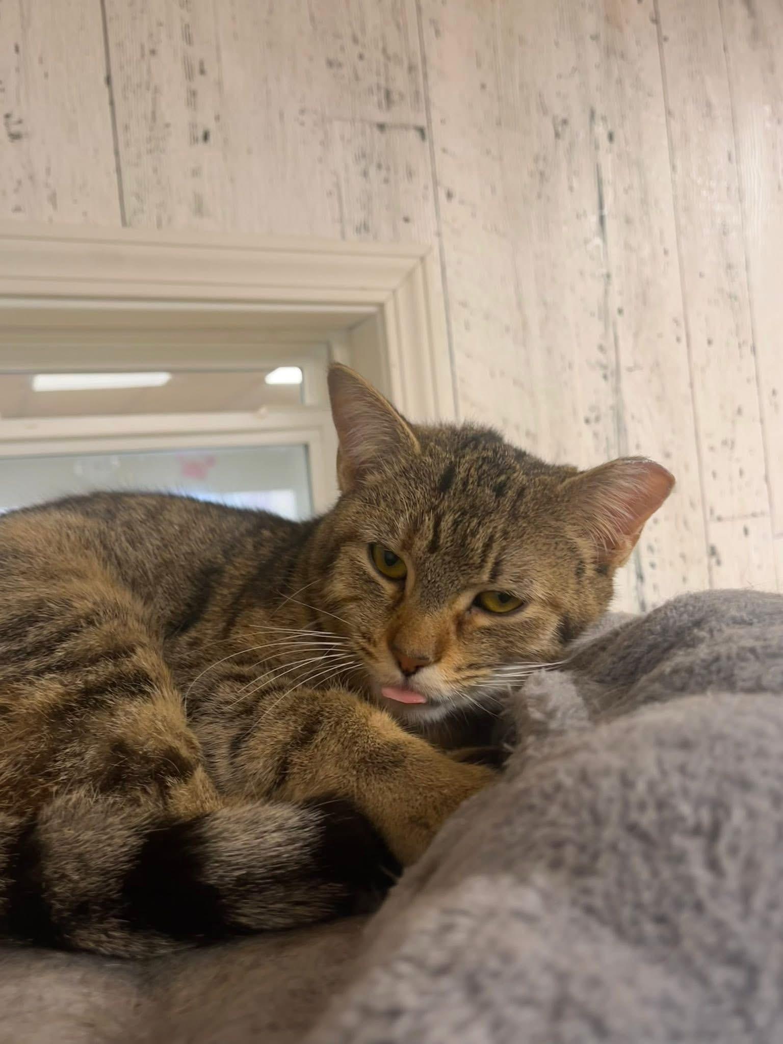 Enlarge Piper, a Adoptable Domestic Short Hair in Momence, IL image 1/3