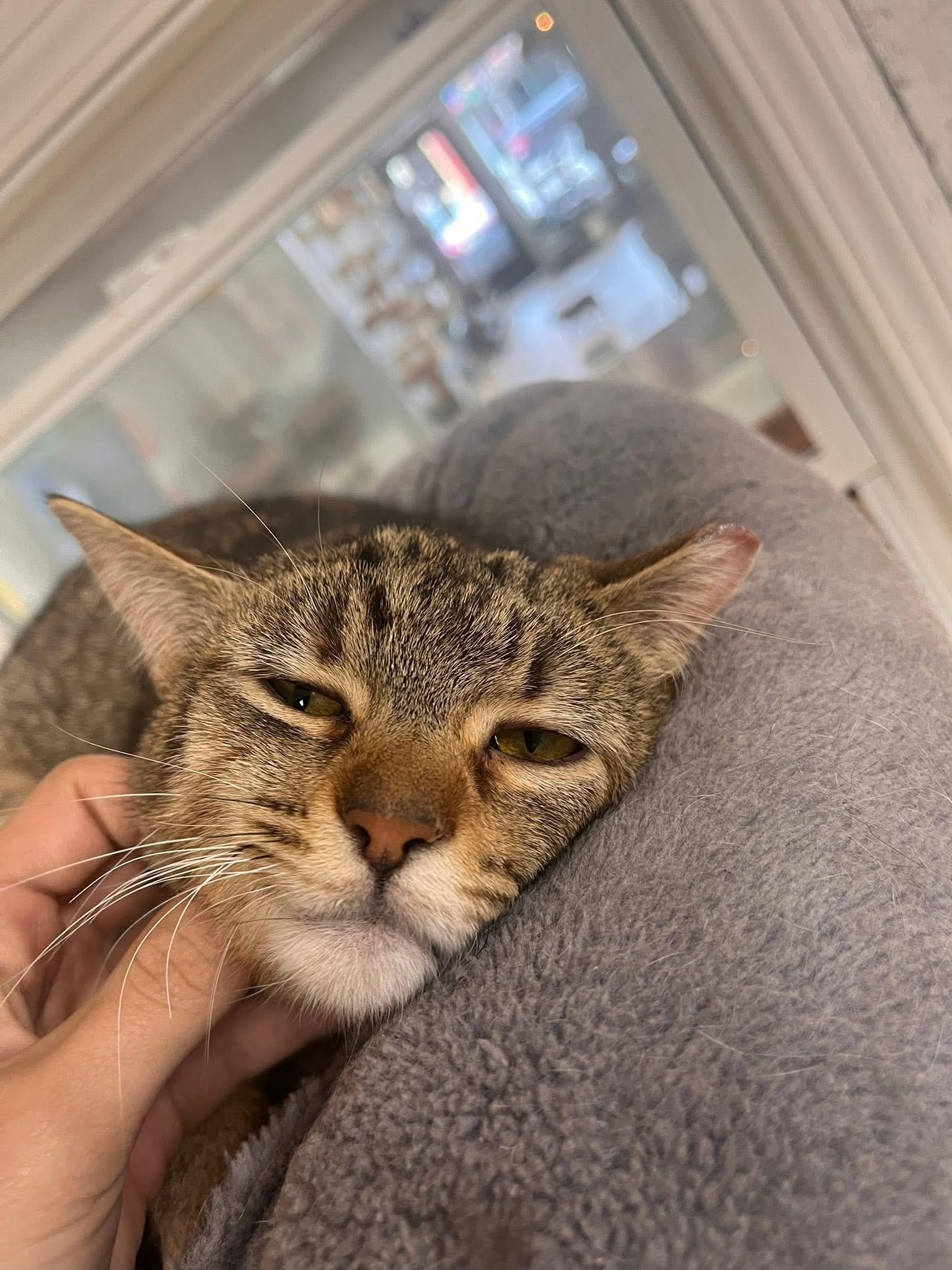 Enlarge Piper, a Adoptable Domestic Short Hair in Momence, IL image 2/3