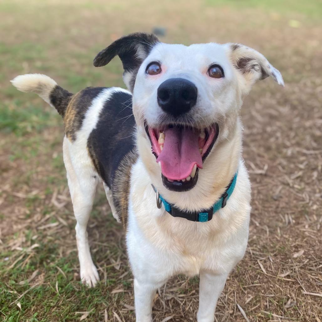 Enlarge Anya, a Adoptable Mixed Breed in Keaau, HI image 1/6