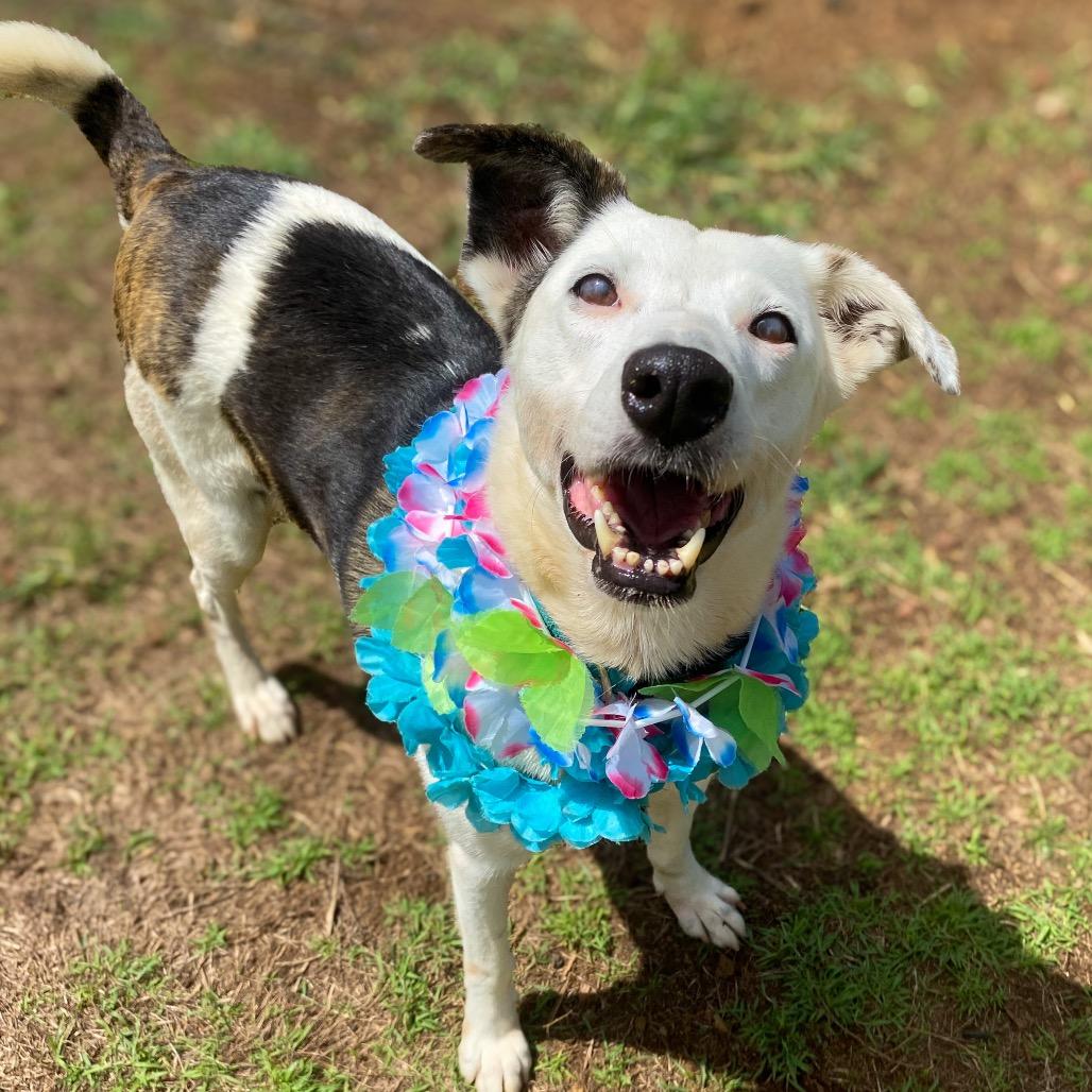 Enlarge Anya, a Adoptable Mixed Breed in Keaau, HI image 2/6