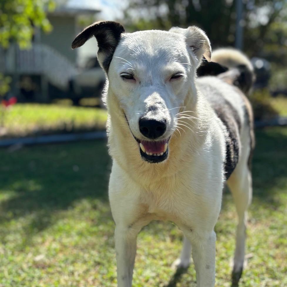Enlarge Anya, a Adoptable Mixed Breed in Keaau, HI image 3/6
