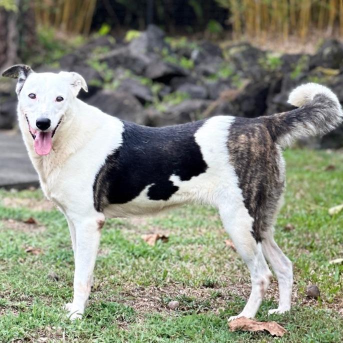 Enlarge Anya, a Adoptable Mixed Breed in Keaau, HI image 4/6