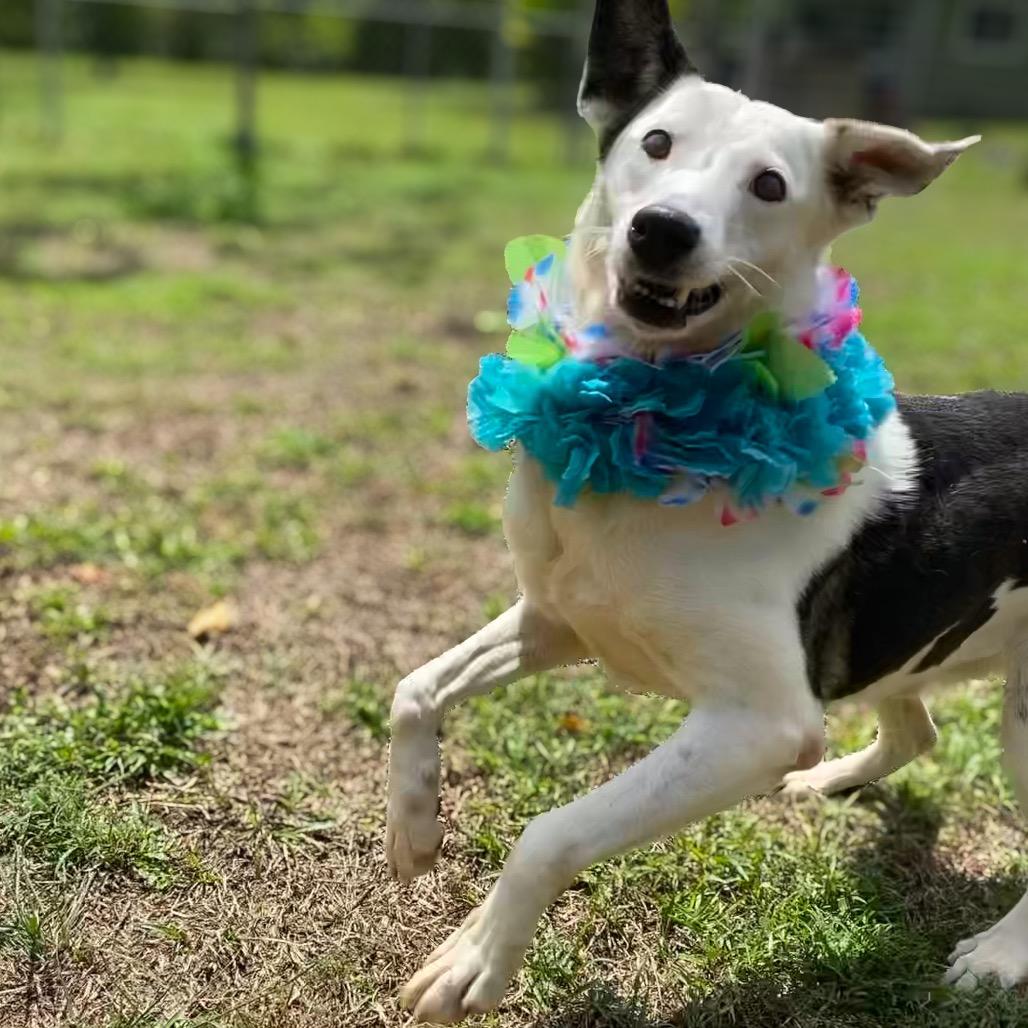 Enlarge Anya, a Adoptable Mixed Breed in Keaau, HI image 5/6