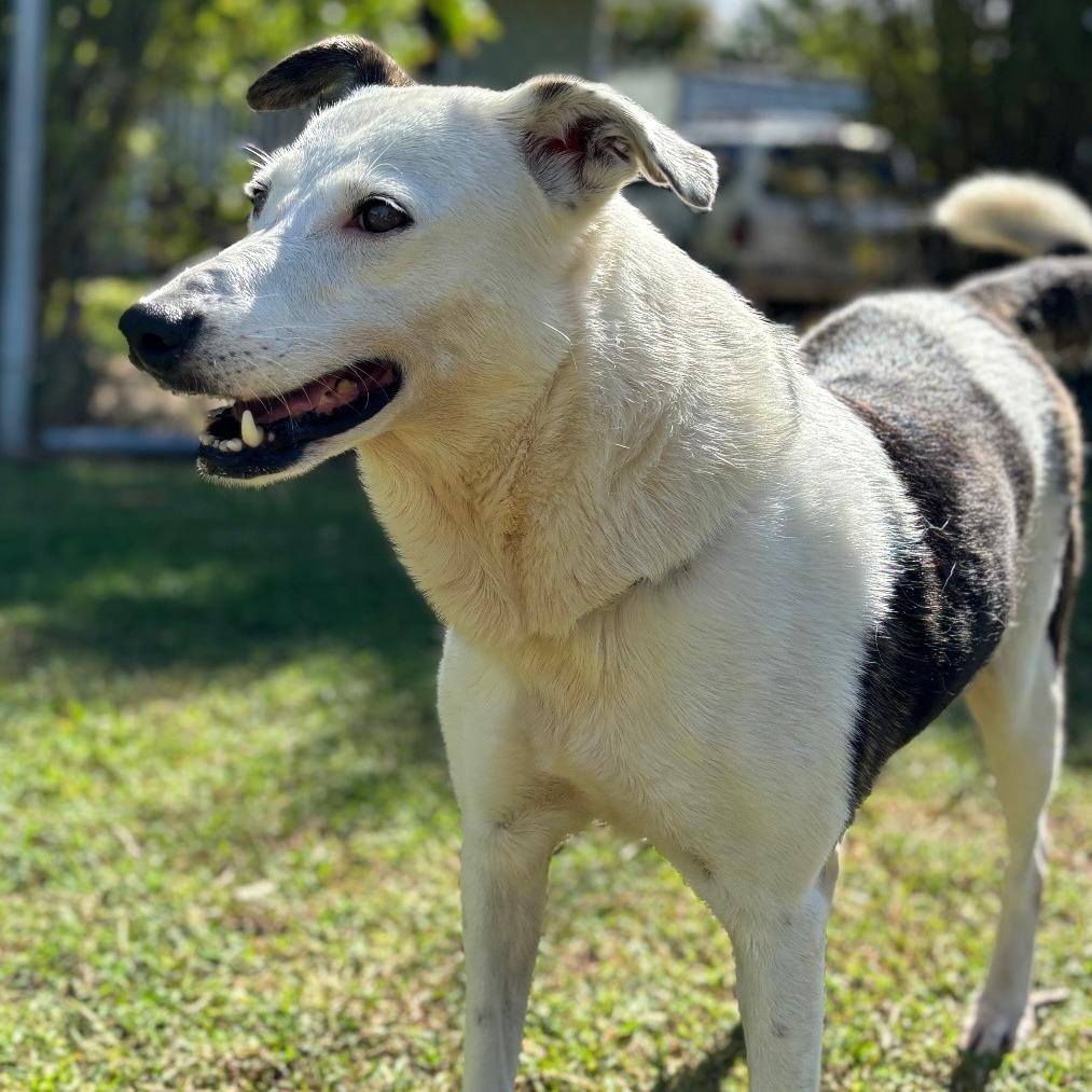 Enlarge Anya, a Adoptable Mixed Breed in Keaau, HI image 6/6