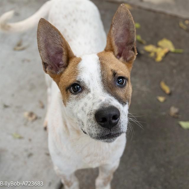 Enlarge BILLY BOB, a Adoptable mixed breed in Sacramento, CA image 1/1