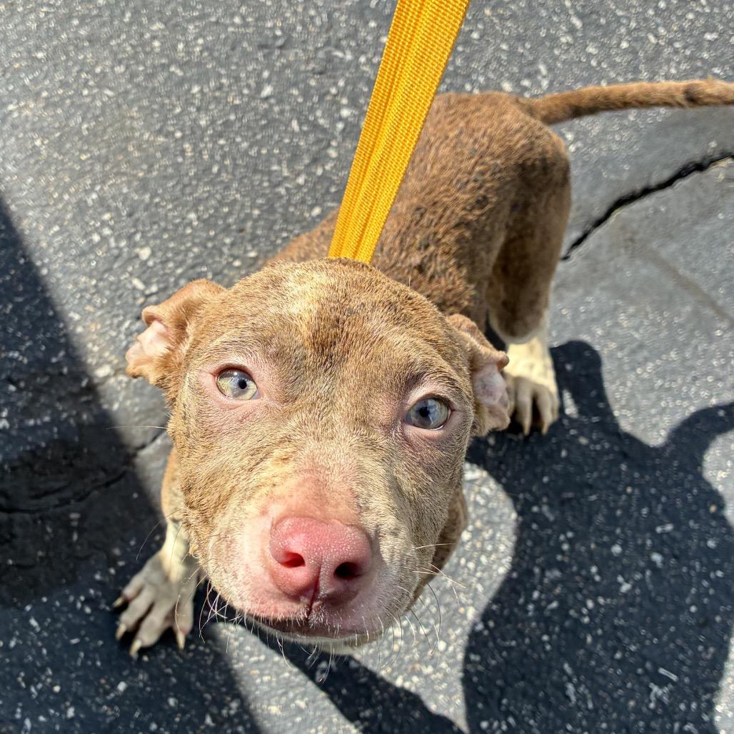 Aruba, Adoptable, Puppy Female Pit Bull Terrier.