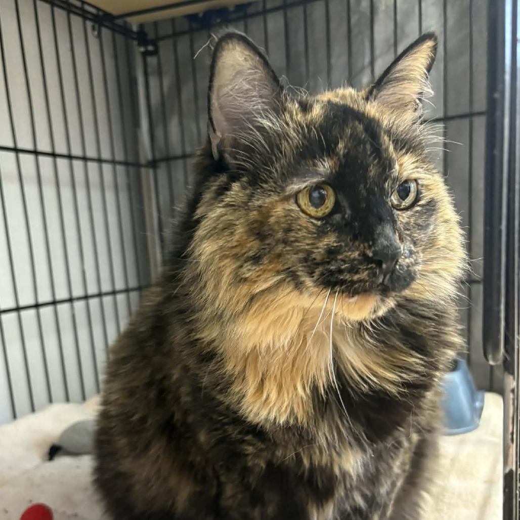Purd, Adoptable, Senior Female Domestic Long Hair.