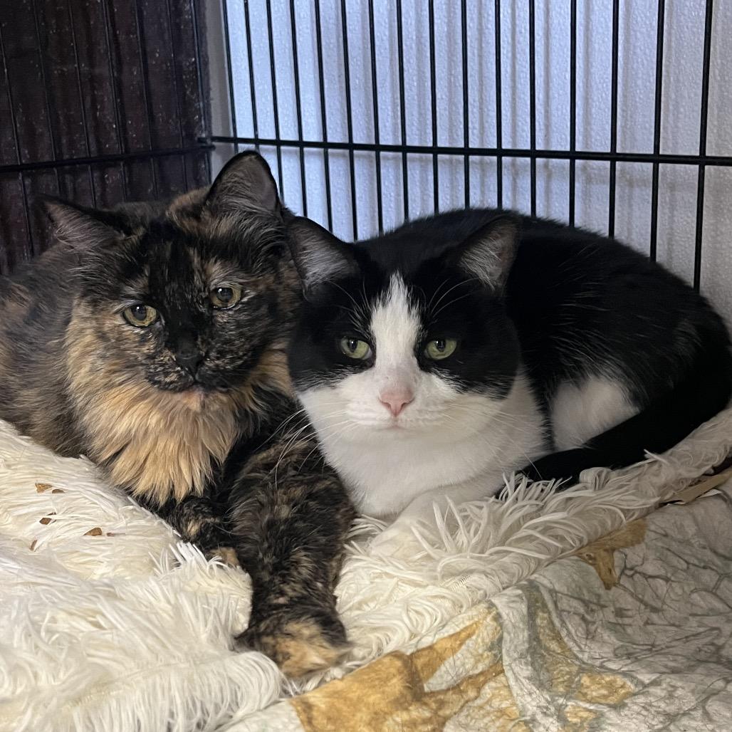 Enlarge Purd, a Adoptable Domestic Long Hair in Stephenville, TX image 3/4