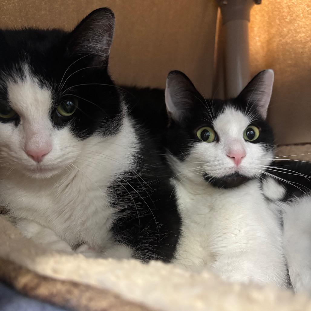 Sha Lily, Adoptable, Adult Female Domestic Short Hair.