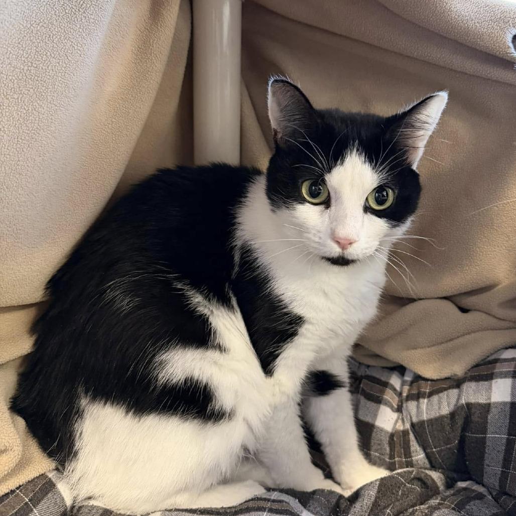 Enlarge Sha Lily, a Adoptable Domestic Short Hair in Grand Rapids, MI image 1/3