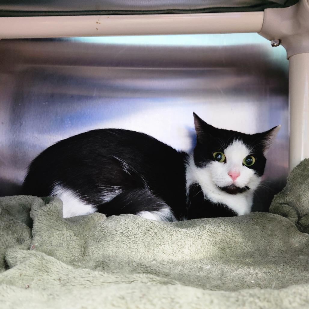 Enlarge Sha Lily, a Adoptable Domestic Short Hair in Grand Rapids, MI image 2/3