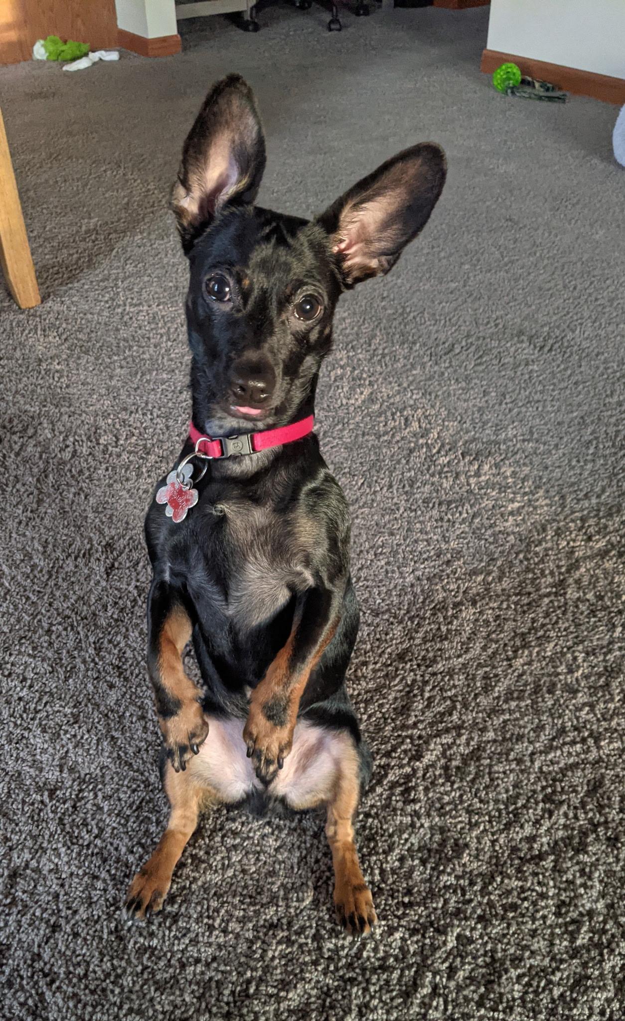 Toby, a ADOPTABLE mixed breed in Toledo, OH image 1/2