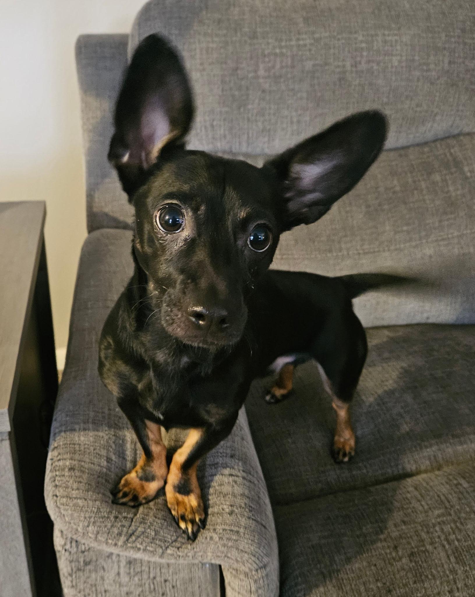 Toby, a ADOPTABLE mixed breed in Toledo, OH image 2/2