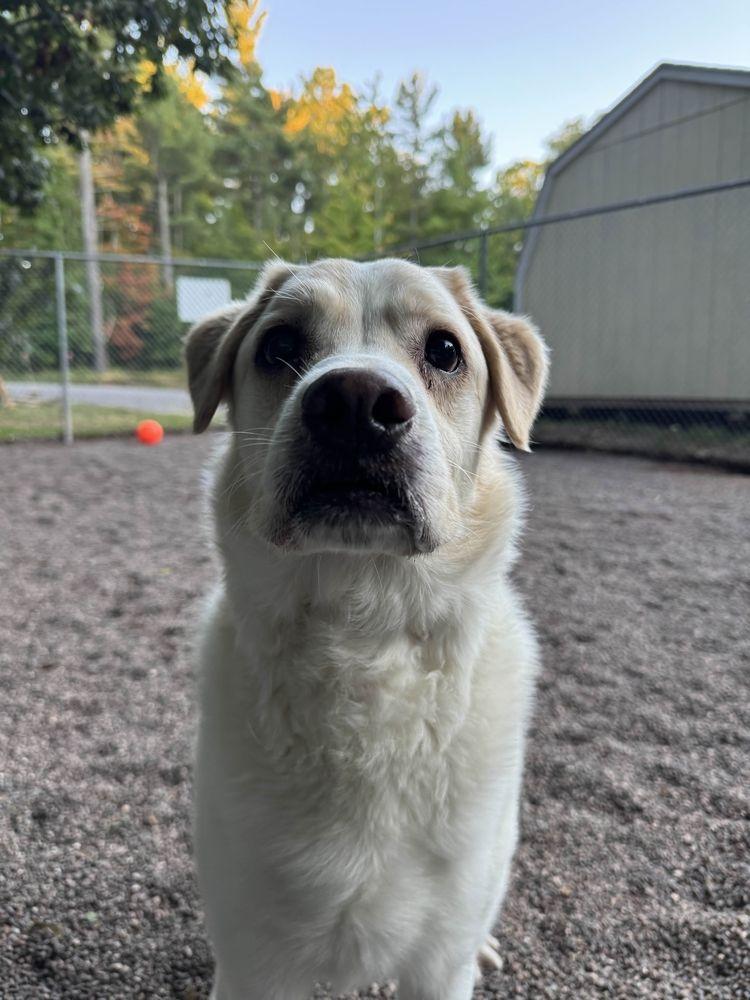 Malachi, ADOPTABLE, Adult Male Mixed Breed.