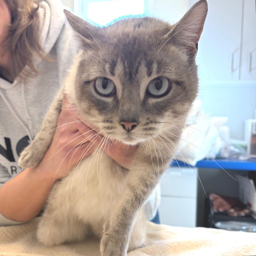 Enlarge Rainbow, a Adoptable Siamese in Morrisville, VT image 1/4