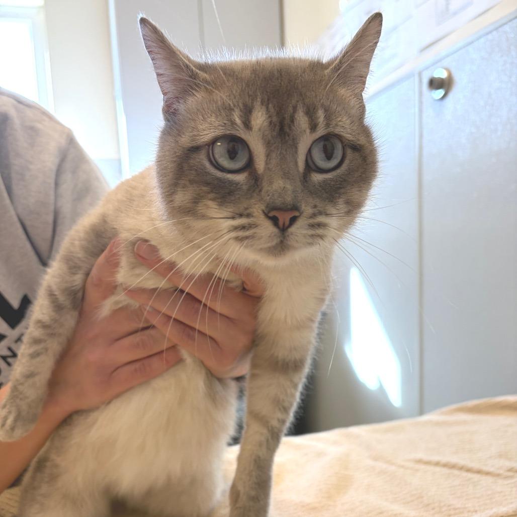 Enlarge Rainbow, a Adoptable Siamese in Morrisville, VT image 2/4