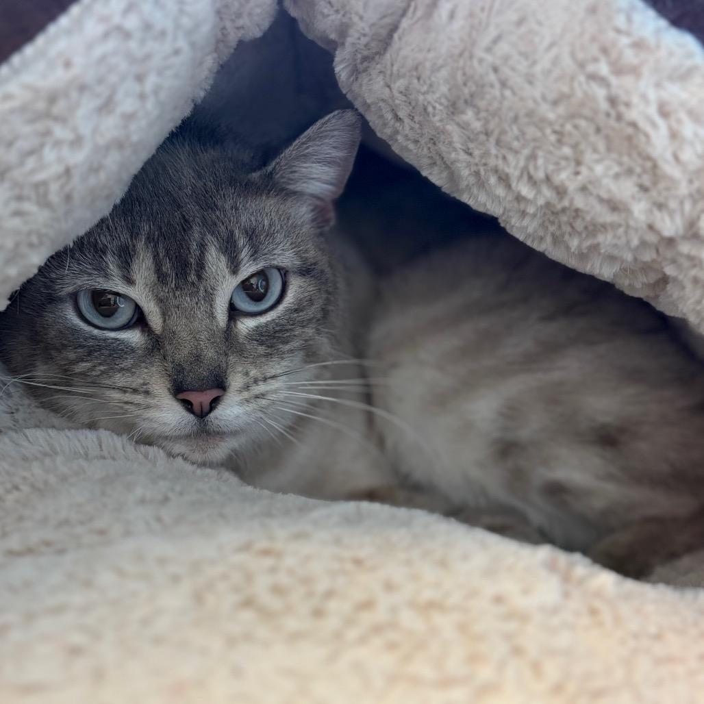 Enlarge Rainbow, a Adoptable Siamese in Morrisville, VT image 3/4