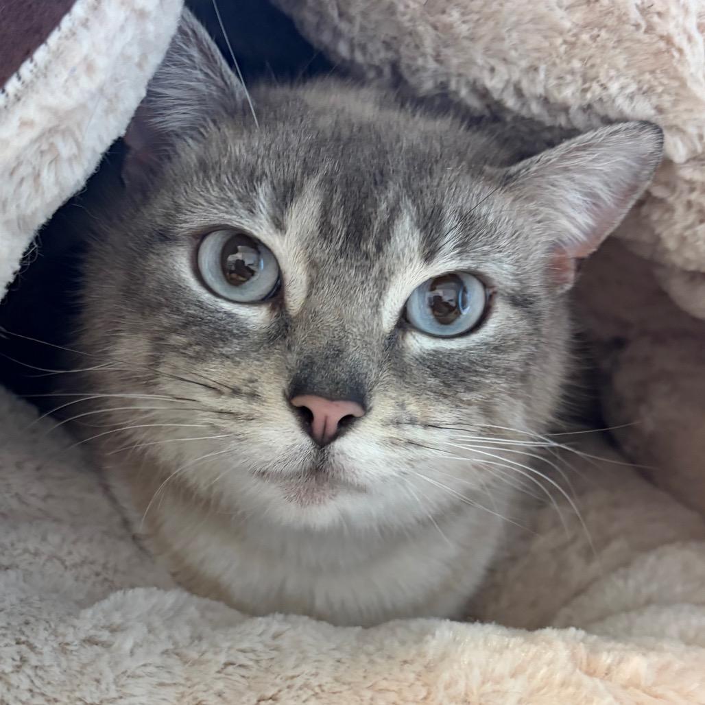 Enlarge Rainbow, a Adoptable Siamese in Morrisville, VT image 4/4