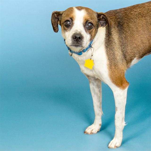 CORINNE, Adoptable, Adult Female Beagle & Mixed Breed.