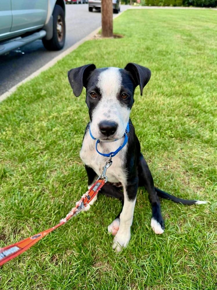 Little Panda, Adoptable, Puppy Male Labrador Retriever & Retriever.