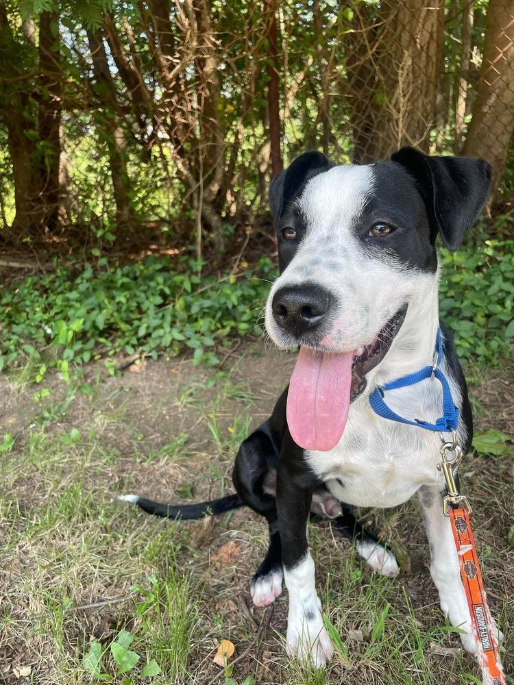 Enlarge Little Panda, a Adoptable mixed breed in Valley Stream, NY image 2/6
