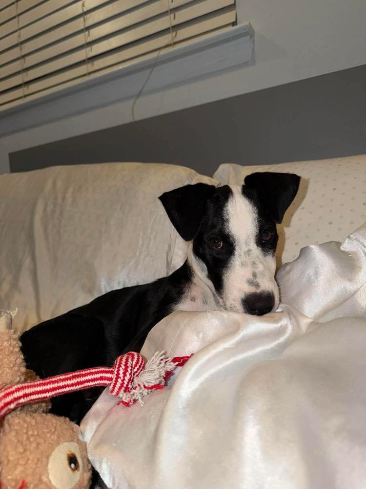 Enlarge Little Panda, a Adoptable mixed breed in Valley Stream, NY image 4/6