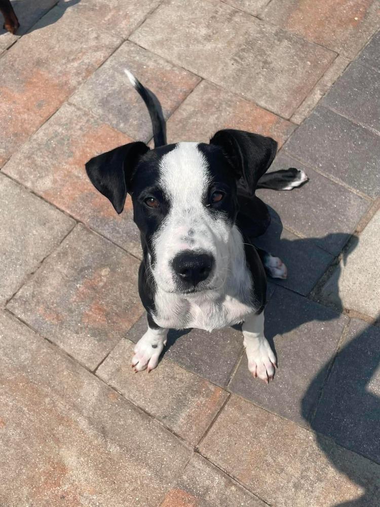 Enlarge Little Panda, a Adoptable mixed breed in Valley Stream, NY image 5/6
