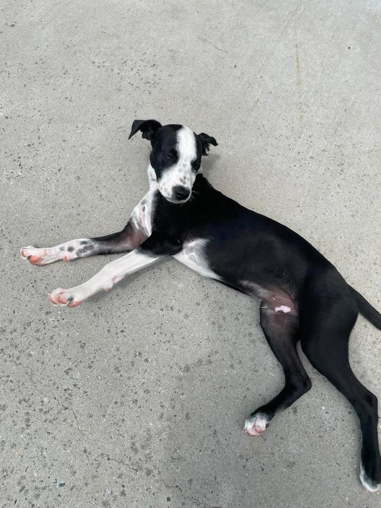 Enlarge Little Panda, a Adoptable mixed breed in Valley Stream, NY image 6/6