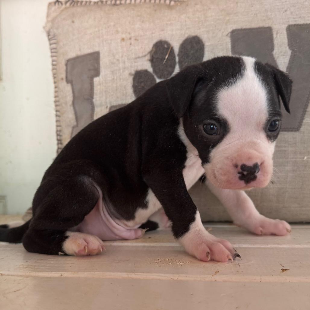 Buzz, Adoptable, Puppy Male Pit Bull Terrier & English Bulldog.