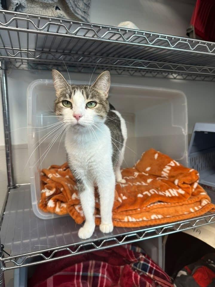 Daisy, a Adoptable mixed breed in Mishawaka, IN image 4/6