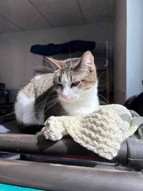 Daisy, a Adoptable mixed breed in Mishawaka, IN image 5/6