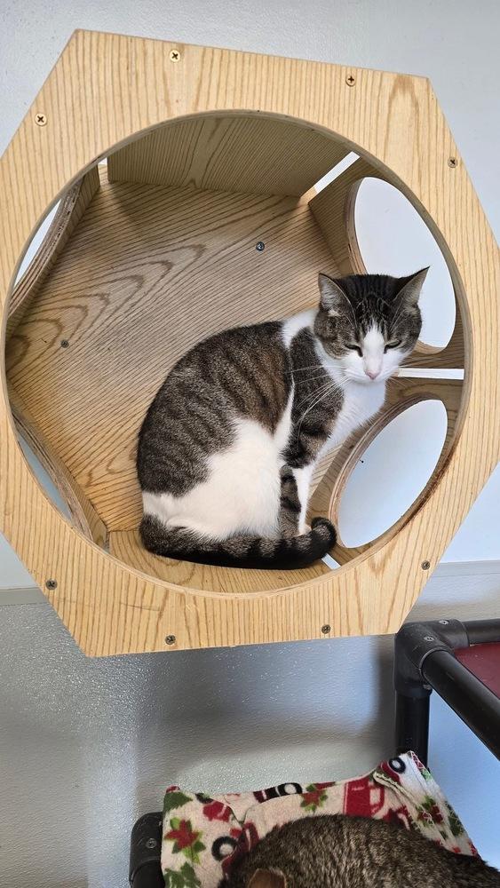 Daisy, a Adoptable mixed breed in Mishawaka, IN image 6/6